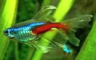 neon tetra sluier
